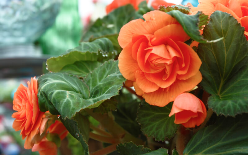 Bright Orange, Double, Tuberous Begonia Blooms Pop Against A Backdrop Of Lush Green Foliage.